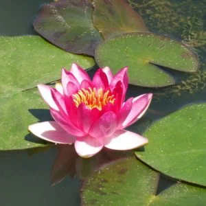 Ninfea Nymphaea 'Ellisiana'