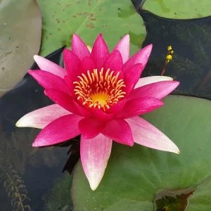 Ninfea Nymphaea 'Escarboucle'