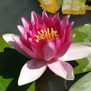 Ninfea Nymphaea 'Gloriosa'