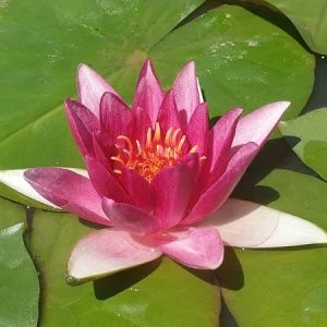 Ninfea Nymphaea 'Jean de la Marsaille'