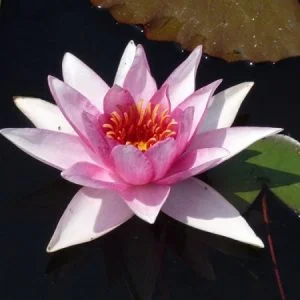 Ninfea Nymphaea 'Larroque'