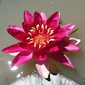 Ninfea Nymphaea 'Le Vesuve'