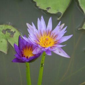 ninfea-lilac-star-2