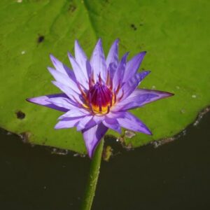 ninfea-lilac-star-3
