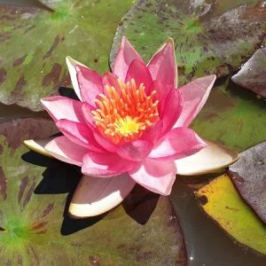 Ninfea Nymphaea 'Lucida'
