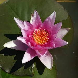 Ninfea Nymphaea 'Meteor'