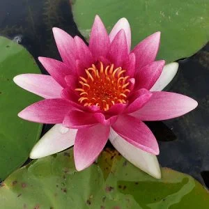 Ninfea Nymphaea 'Mrs Richmond'