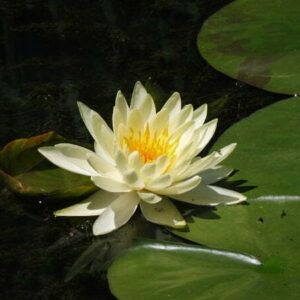 ninfea-odorata-sulphurea-3