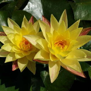 ninfea-paranee-3
