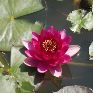 Ninfea Nymphaea 'Perry's Baby Red'