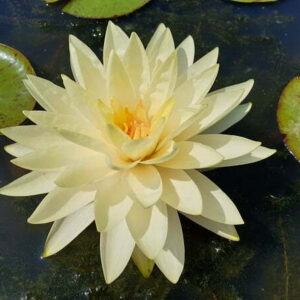 Ninfea Perry's Double Yellow