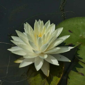 Ninfea Perry's Double Yellow