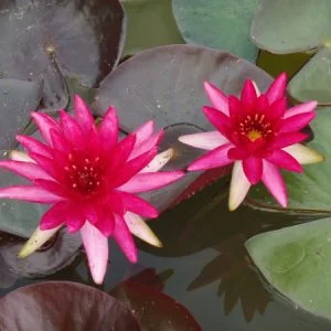 Ninfea Nymphaea 'Perry's Red Glow'