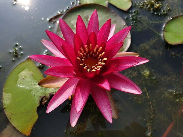 Ninfea Perry's Red star