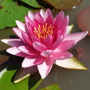Ninfea Nymphaea 'Perry's Super Red'