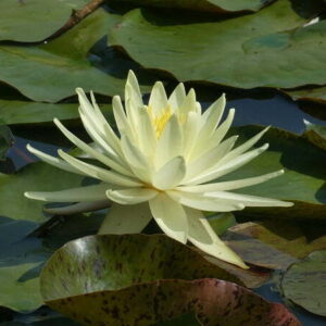 Ninfea Perry's Super Yellow