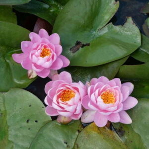 ninfea-pink-peony