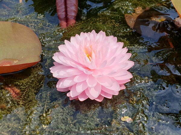 Ninfea Pink Pom Pom