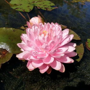 Ninfea Pink Pom Pom