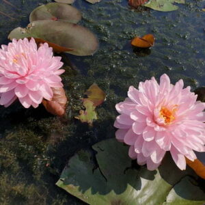 Ninfea Pink Pom Pom