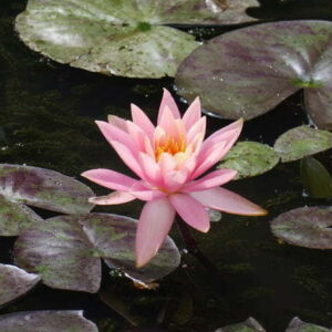 Ninfea Prakaysad