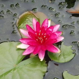 Ninfea Nymphaea 'Red Paradise'