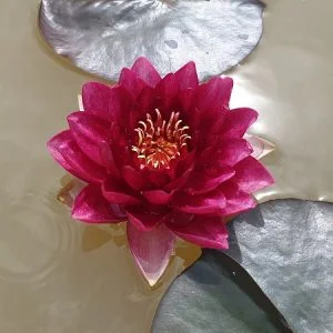 Ninfea Nymphaea 'Red Queen'