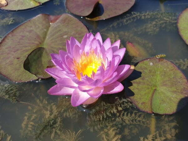 50 Semi Di Ninfea (Nymphaea) Mix Colori – Semi Freschi Di Water Lily Per Laghetti E Stagni