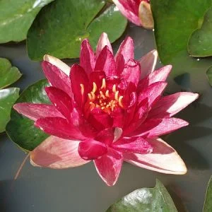 Ninfea Nymphaea 'Steven Strawn'