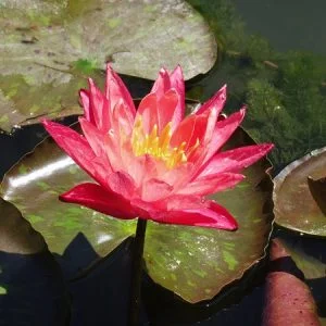 Ninfea Nymphaea 'Wanvisa'