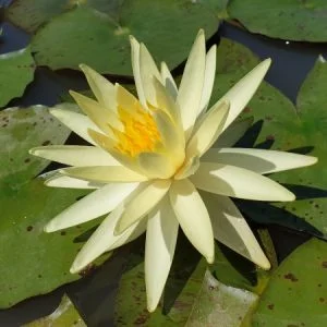 Ninfea Yellow Queen