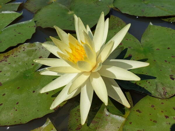 Ninfea Yellow Queen