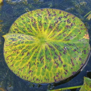 Ninfea Yellow Watermelon