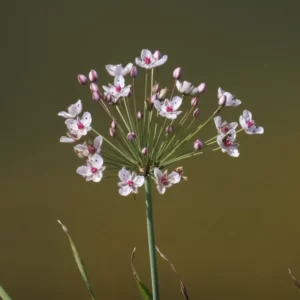butomus umbellatus giunco fiorito