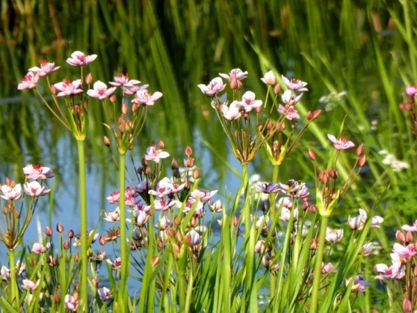 butomus umbellatus giunco fiorito