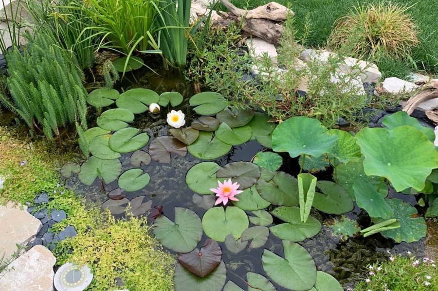 Laghetto con piante acquatiche