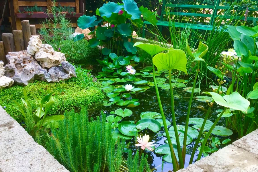 Laghetto con piante acquatiche