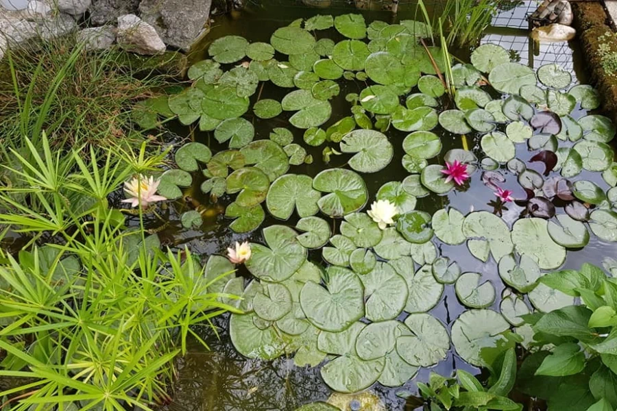 Laghetto con piante acquatiche