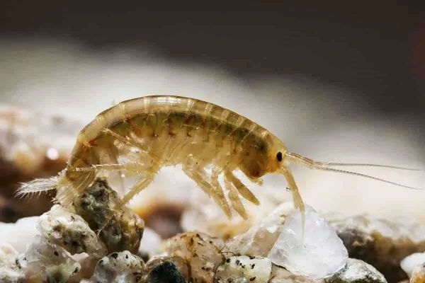 gammarus