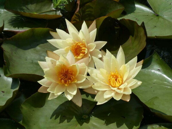 ninfea-hawaiian-gold