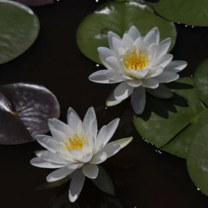 Ninfea Odorata