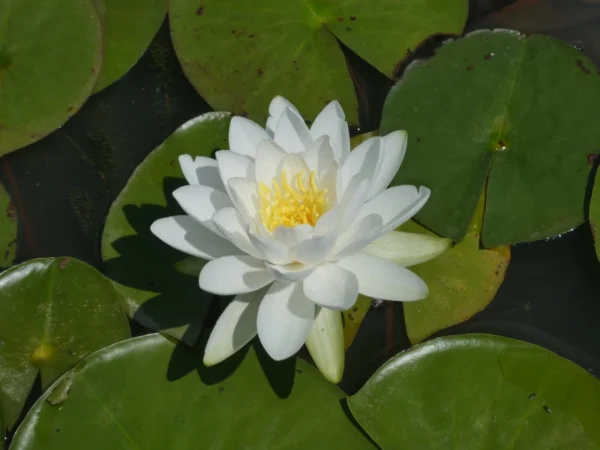Ninfea Odorata