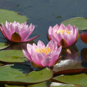 ninfea-odorata-luciana-3