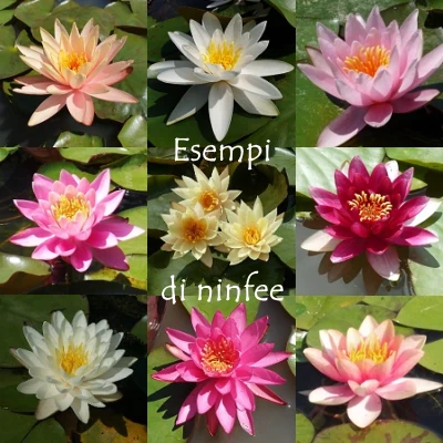 Strapling Prato Con Fertilizzante Di Avviamento L 100 LM | Per 1200 M² - Foto 5