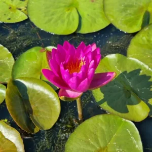 Ninfea Nymphaea Nareerat