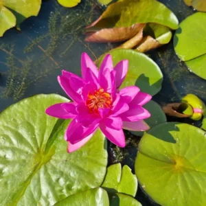Ninfea Nymphaea Nareerat