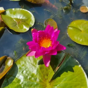 Ninfea Nymphaea Nareerat