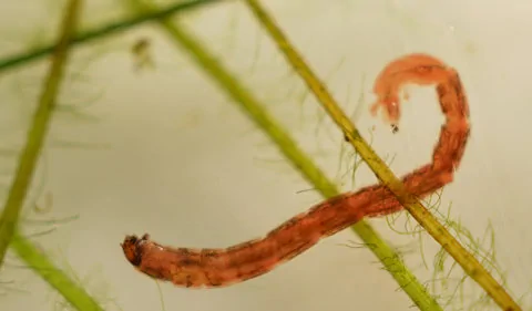vermi sangue midge larva