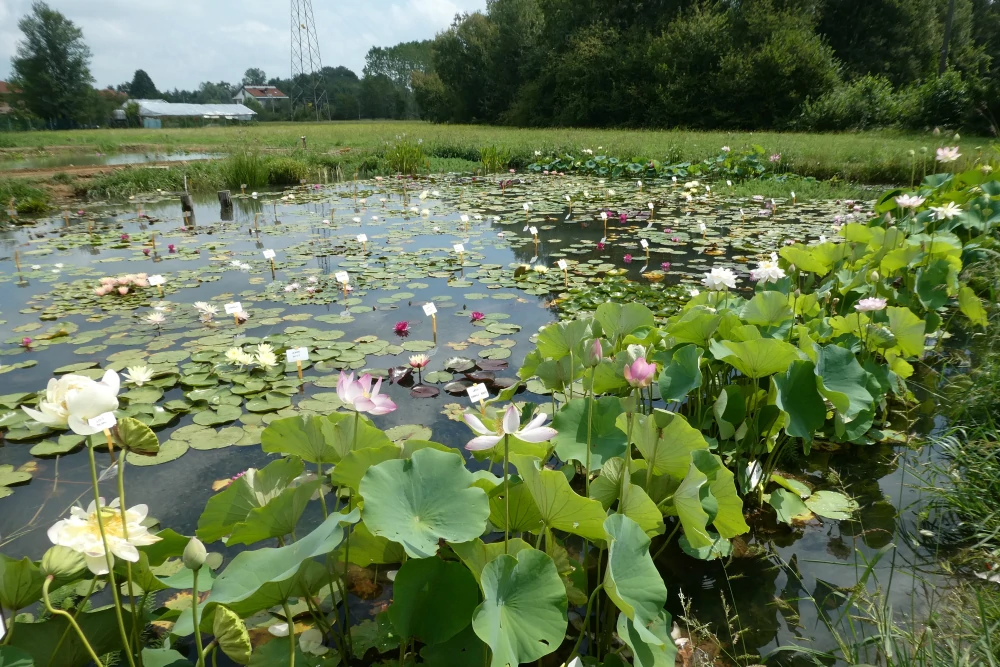 piante acquatiche vivaio