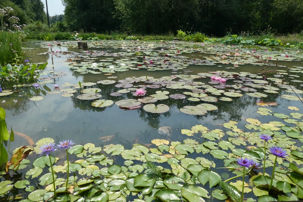 piante acquatiche vivaio
